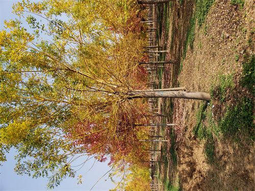 自贡法桐价格种植基地绿化乔木
