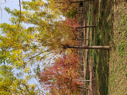 齐齐哈尔造型法桐欢迎来电绿化乔木