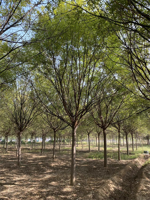 鞍山法桐种植基地绿化苗木