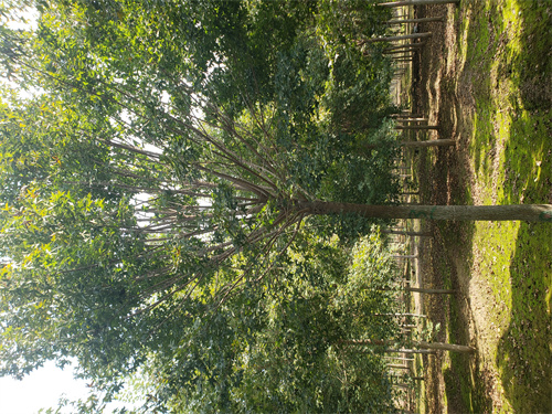 通化法桐行情种植基地绿化乔木