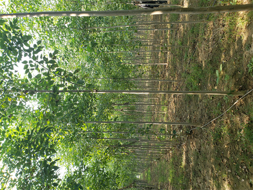 南充法桐价格基地绿化乔木