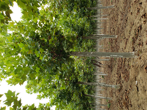 法桐价格欢迎来电绿化苗木用好材做好产品