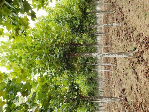 白沙县造型法桐欢迎来电绿化苗木