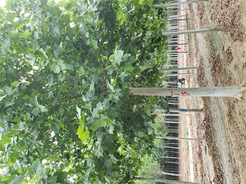 西安造型法桐畅销全国绿化苗木