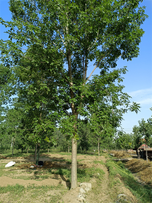 拉萨造型法桐欢迎来电绿化乔木