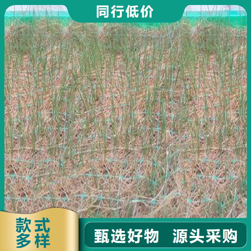 四川椰丝毯土工格栅-生态草毯