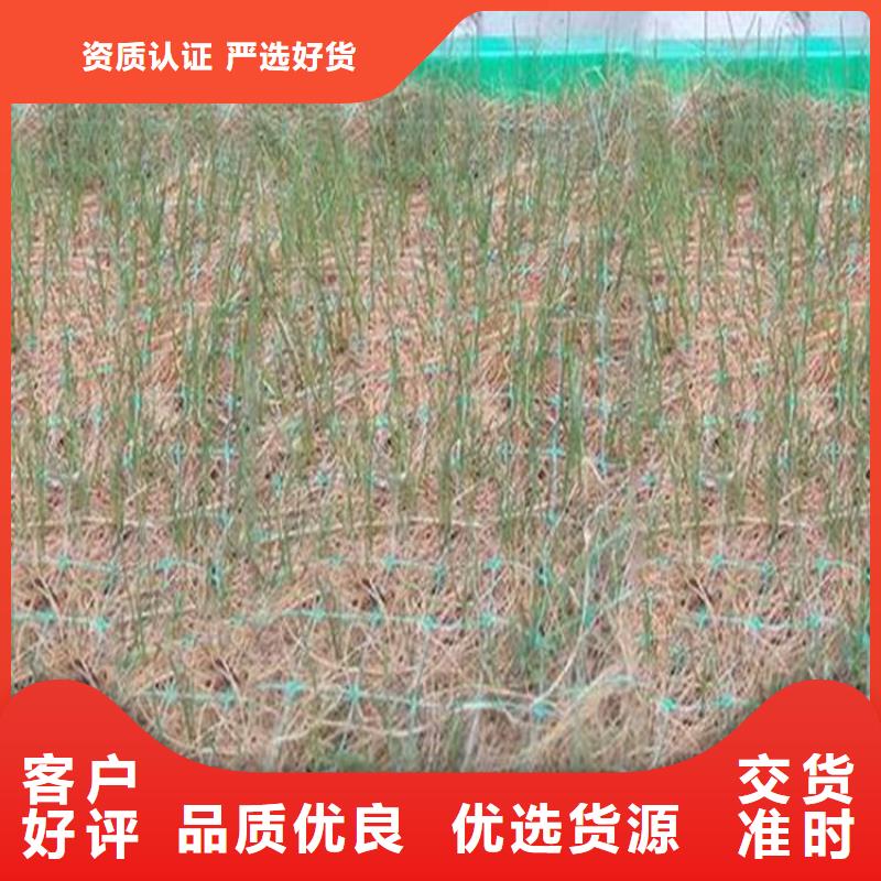 椰纤植生毯-加筋抗冲生态毯-草种植物纤维毯产地货源