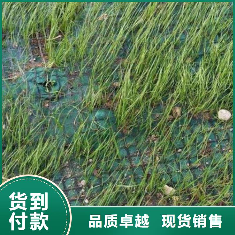 安庆植物生态防护毯-椰丝护坡毯