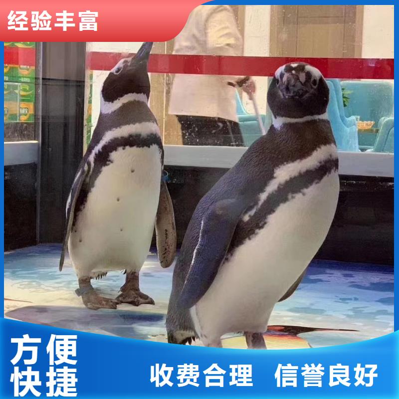 企鹅出租活动图片注重质量