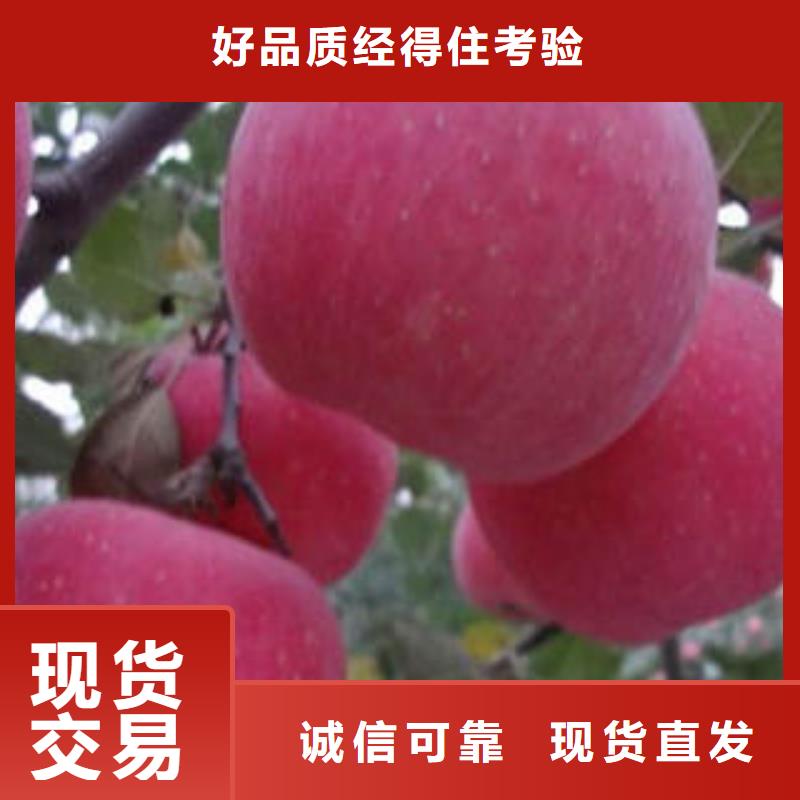 龙岩红富士苹果库存量大