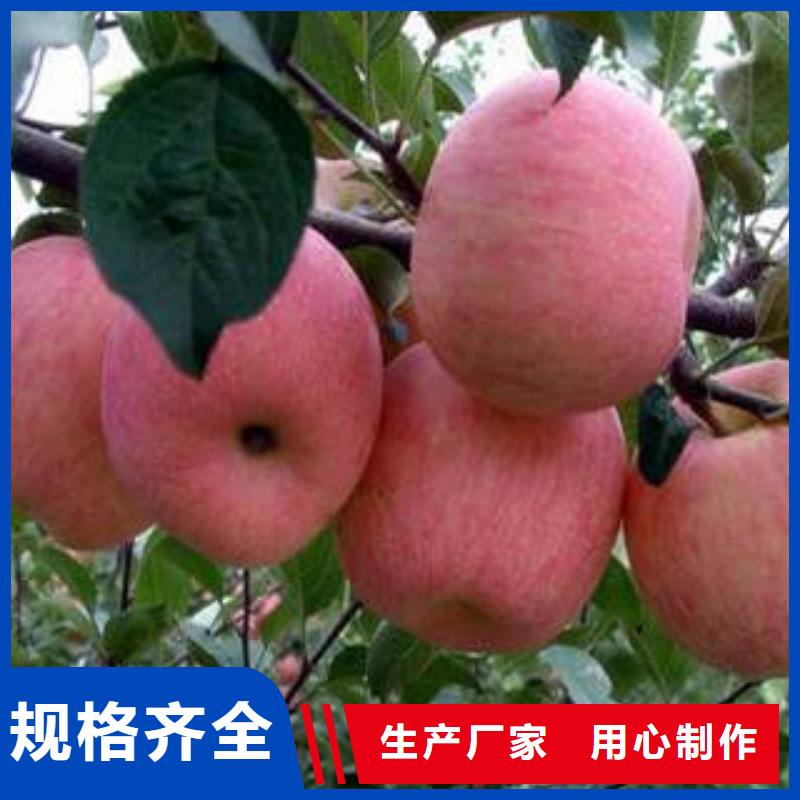 【贵州红富士苹果红富士苹果产地源头厂家】