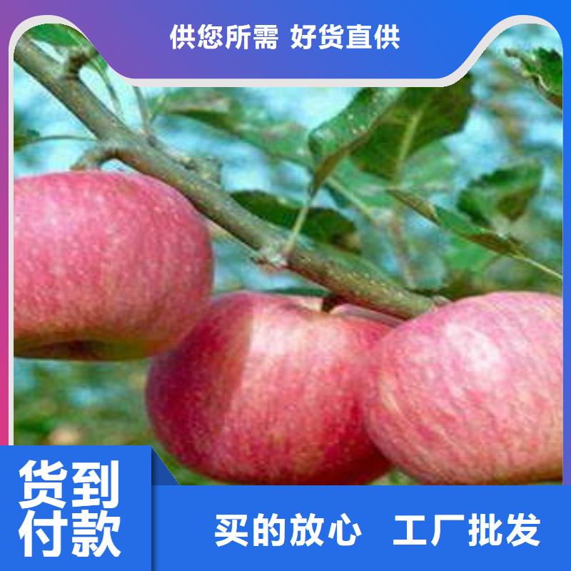 龙岩红富士苹果今日报价