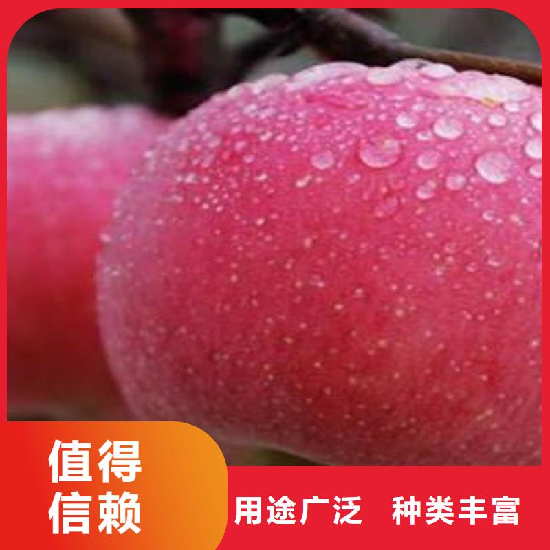 桂林苹果
品种介绍景才