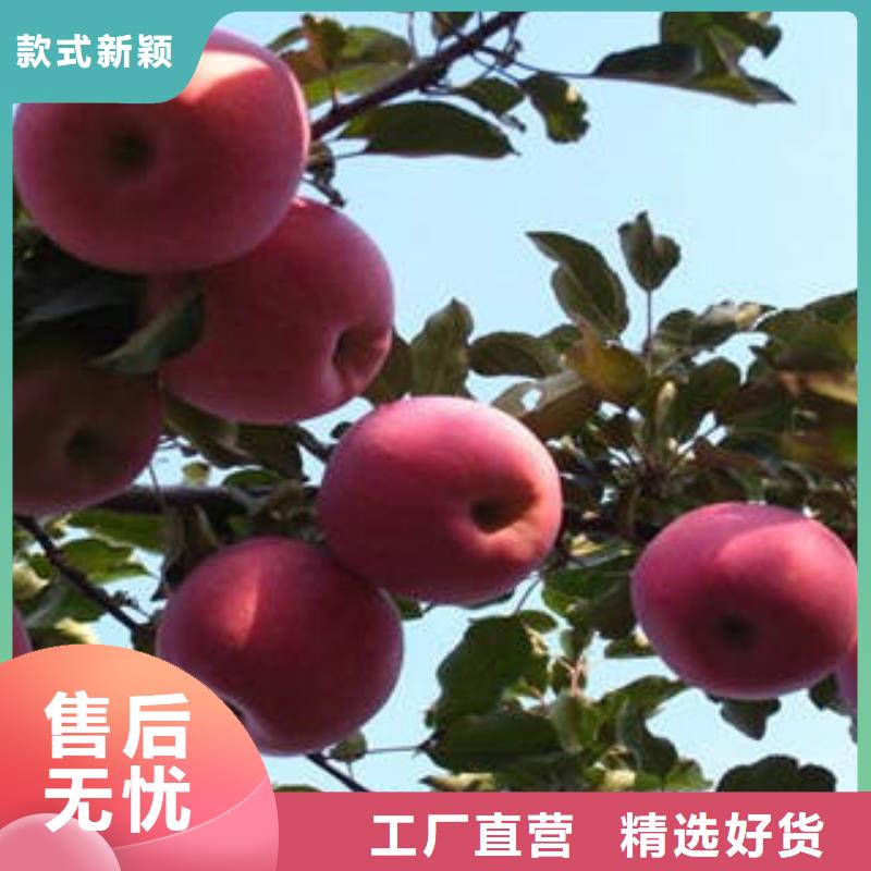 江西红富士苹果货源地