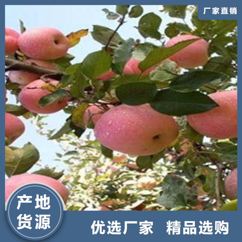 江西红富士苹果种植基地