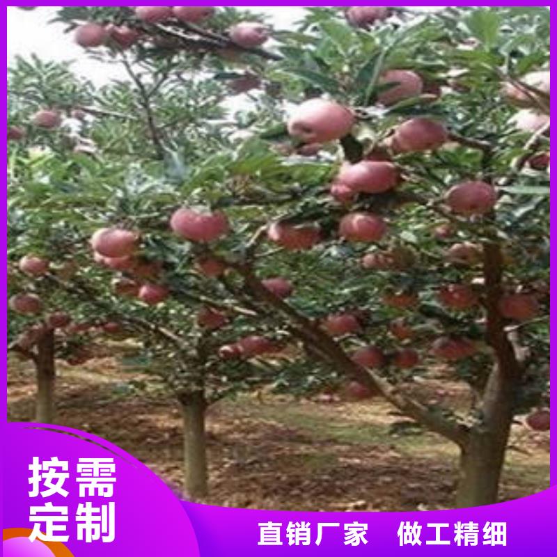 香港嘎啦苹果供应商