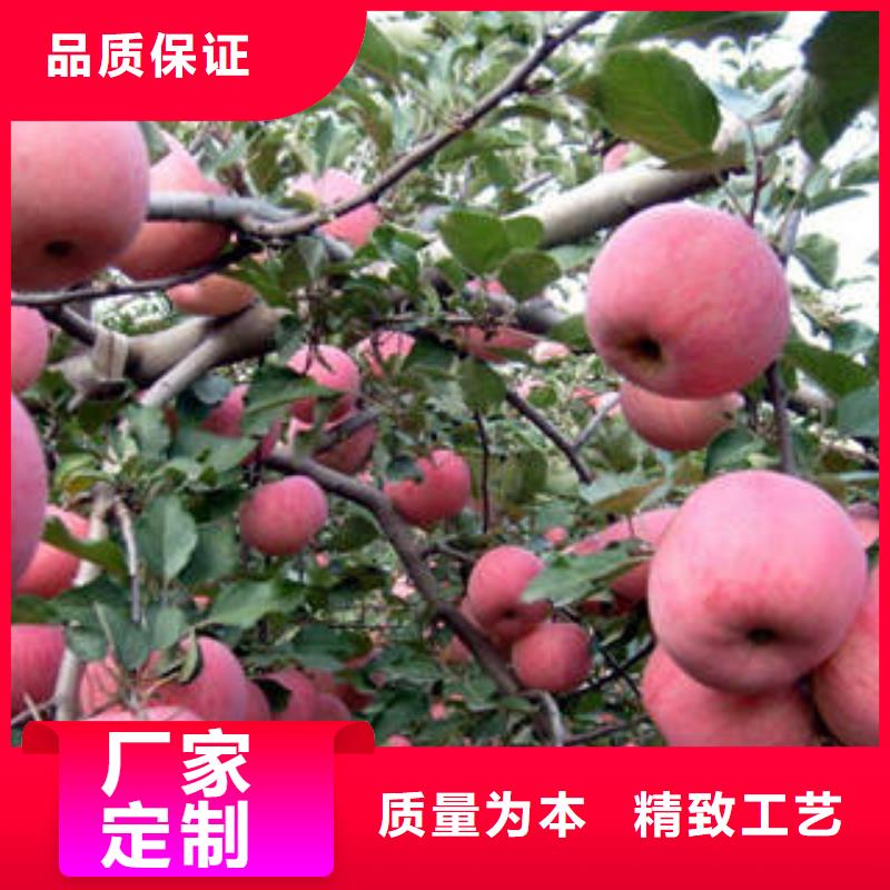 红富士苹果苹果质检合格发货满足多种行业需求