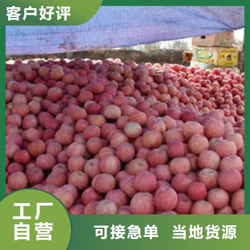 红富士苹果-苹果种植基地品质服务诚信为本本地厂家