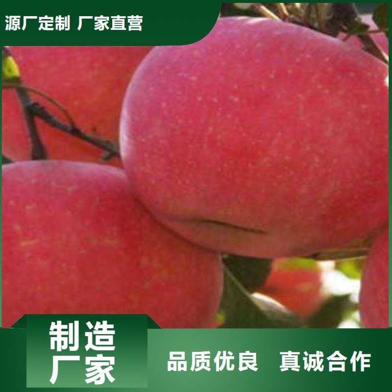 红富士苹果苹果种植基地专业的生产厂家附近服务商