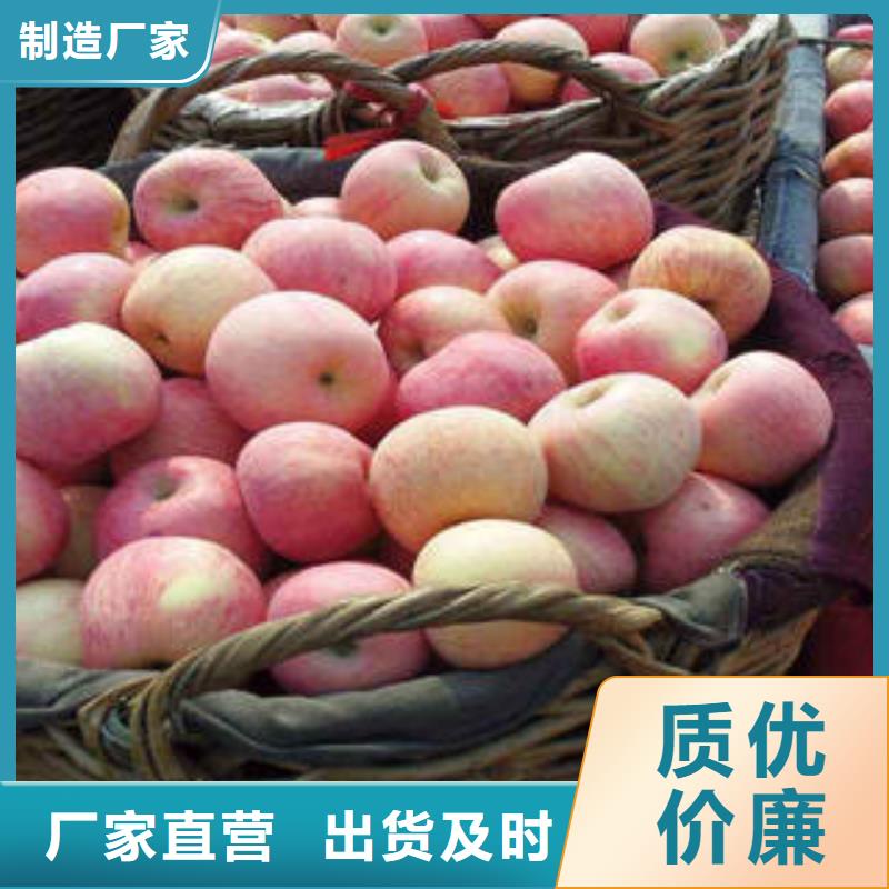 枣庄 红富士苹果精选货源