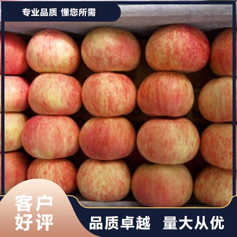 抚州【红富士苹果】 苹果种植基地拥有多家成功案例