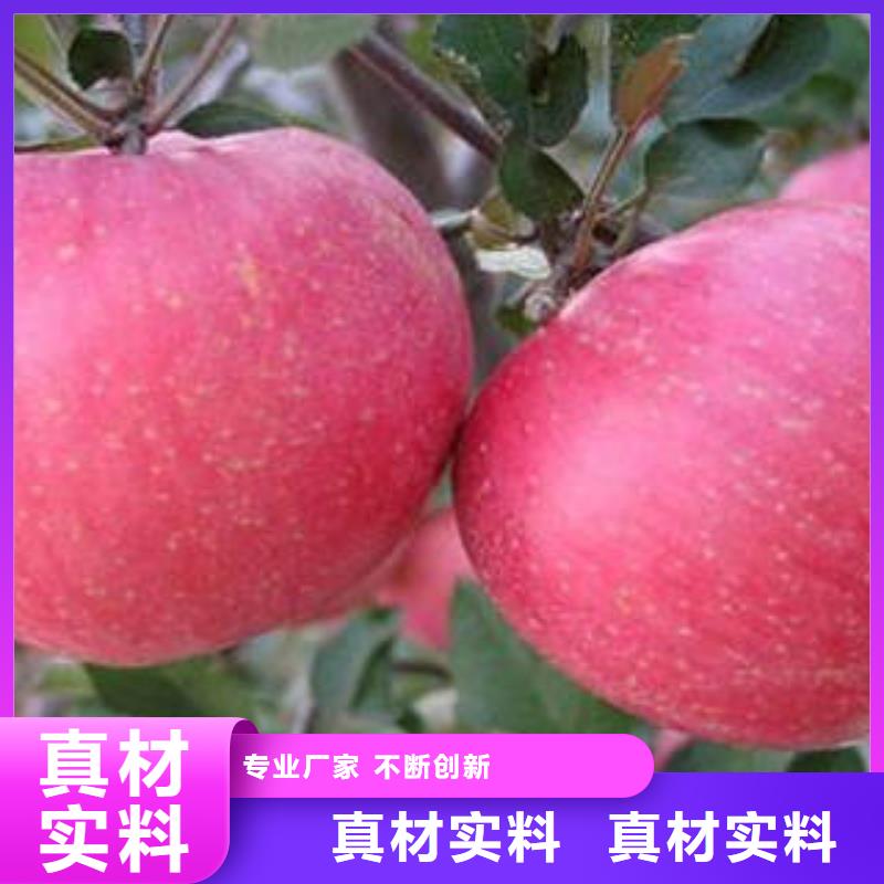 红富士苹果【红富士苹果批发】老品牌厂家快速发货