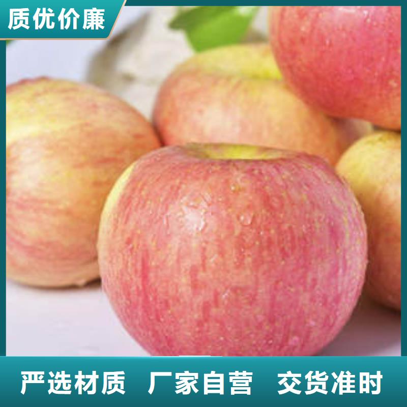 济宁红富士苹果 苹果种植基地交货准时
