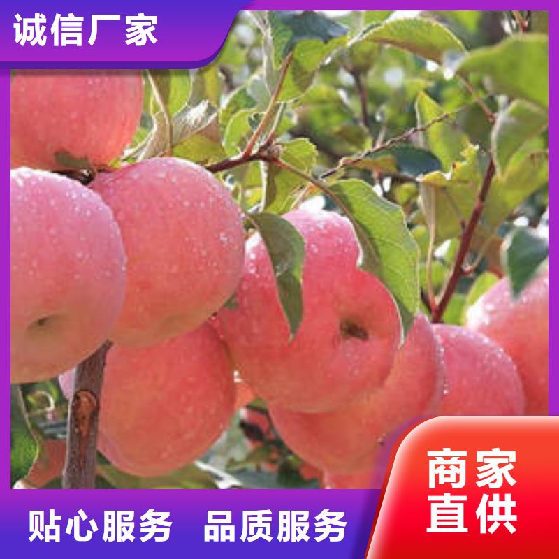 龙岩红富士苹果价格优惠