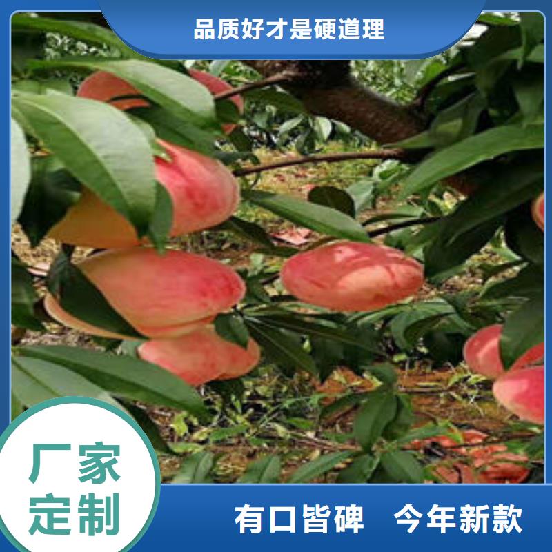 锦州中熟蟠桃树苗30公分