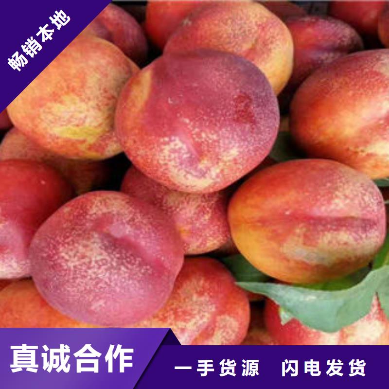 锦州中华寿桃树苗12公分