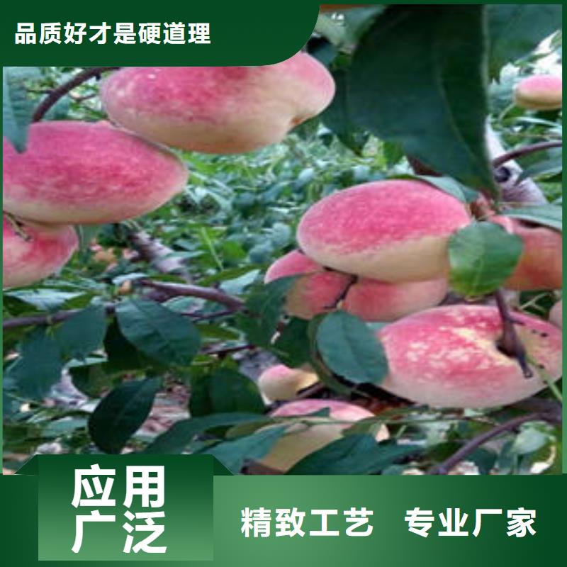 果洛超红珠油桃树苗18公分