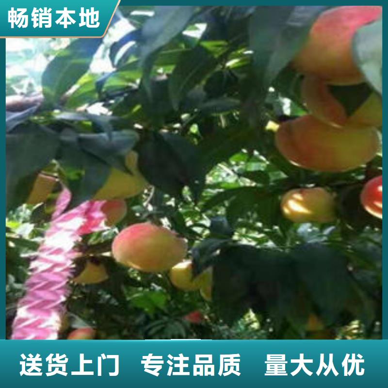 凉山新黄金蜜1号桃树苗哪里的品种纯