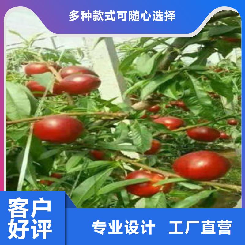 吕梁燕红11号油桃树苗0.6公分