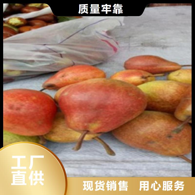 中山软肉型系统梨树苗种植技术