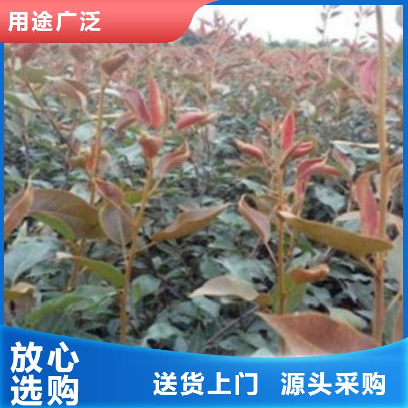 锦州30公分种植时间