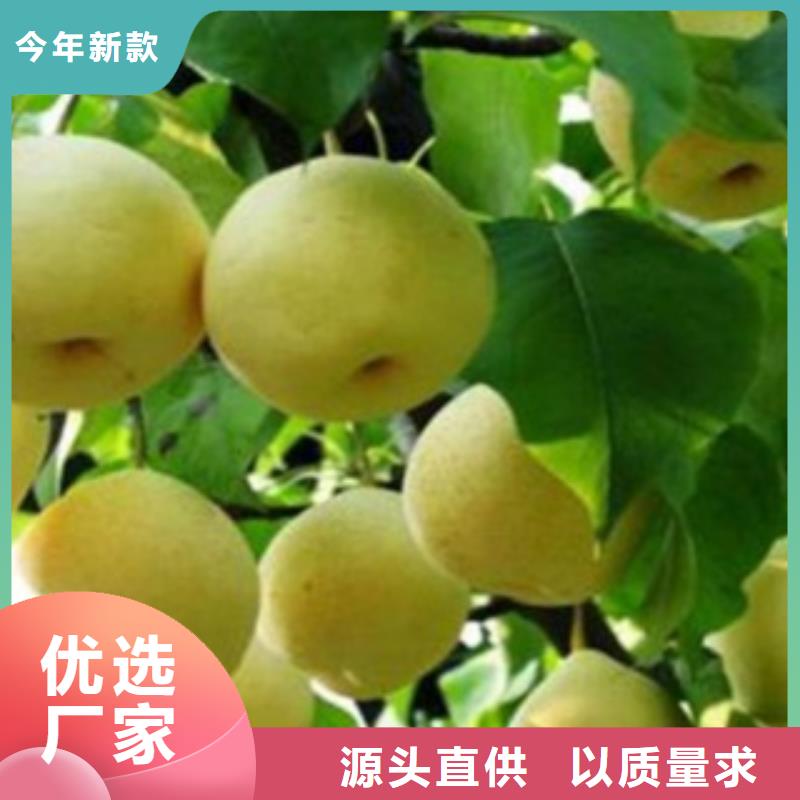 辽阳褐梨树苗1.2公分