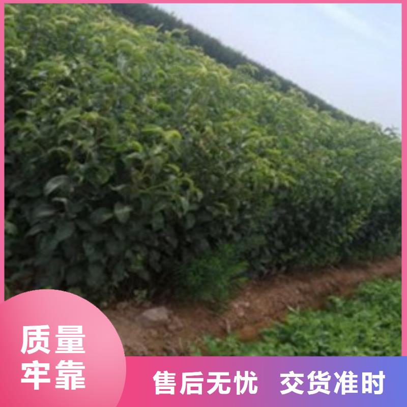 广州梨树实生树苗12公分