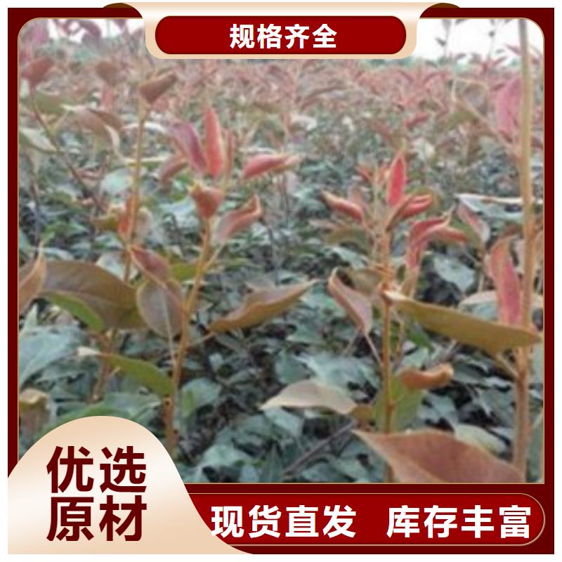 中山红巴梨树苗种植时间