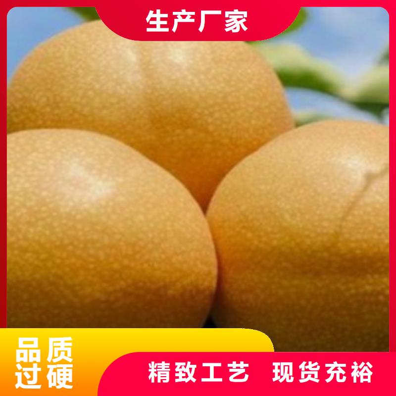 萍乡红梨树苗种植时间