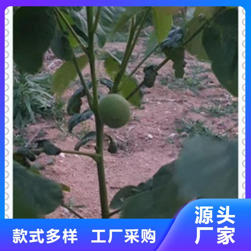 上海核桃苗桃树苗多种工艺