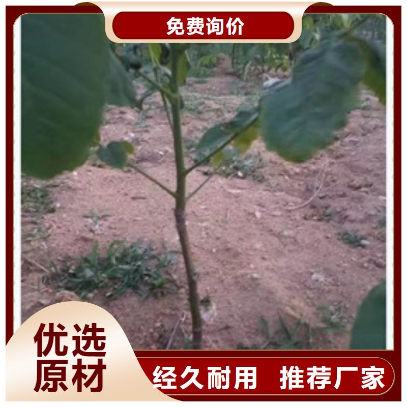 烟台薄皮核桃树苗种植方法
