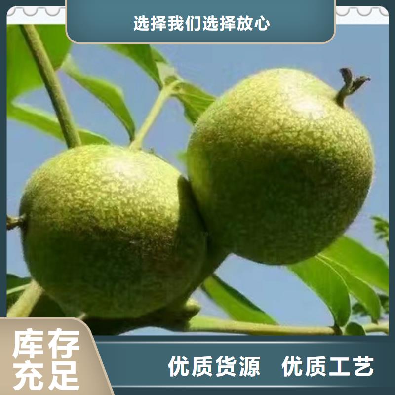 天津核桃苗 梨树苗多种工艺