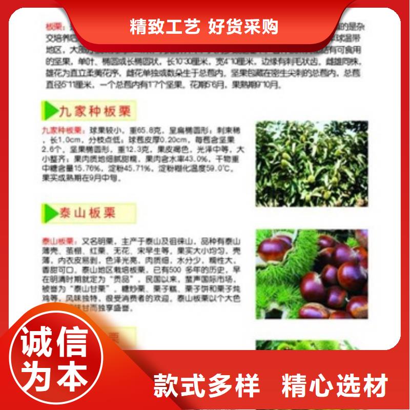 【板栗苗】蓝莓苗产品优势特点低价货源