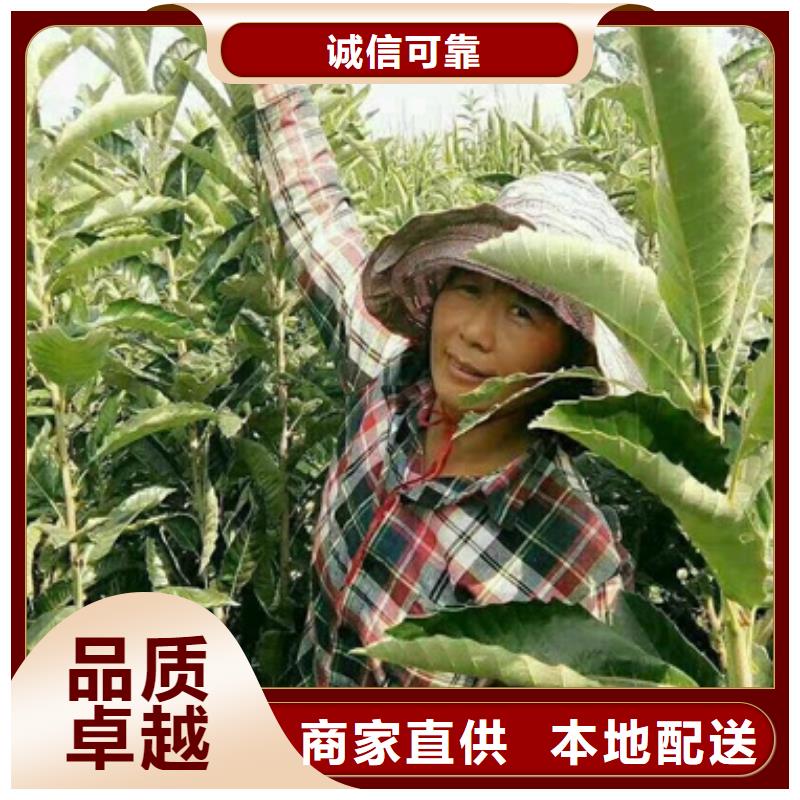 重庆沅江1号板栗树苗种植方法