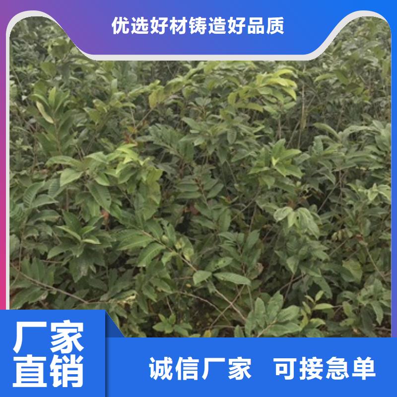 广元黑皮栗子树苗种植方法