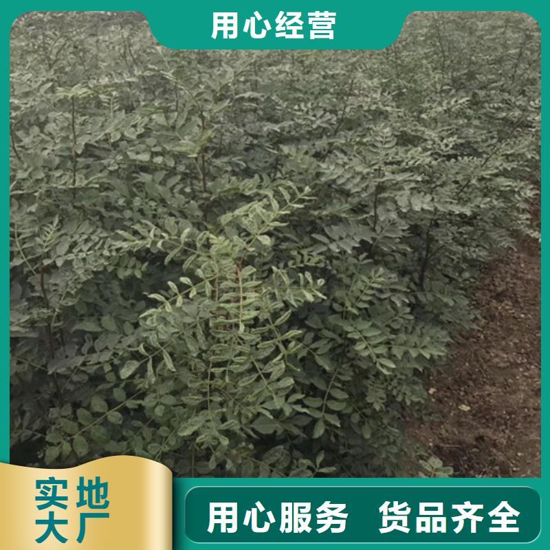 广元花椒苗种植方法