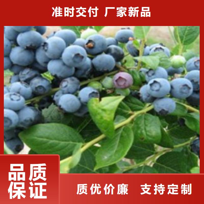 蓝丰蓝莓苗量大从优当地制造商