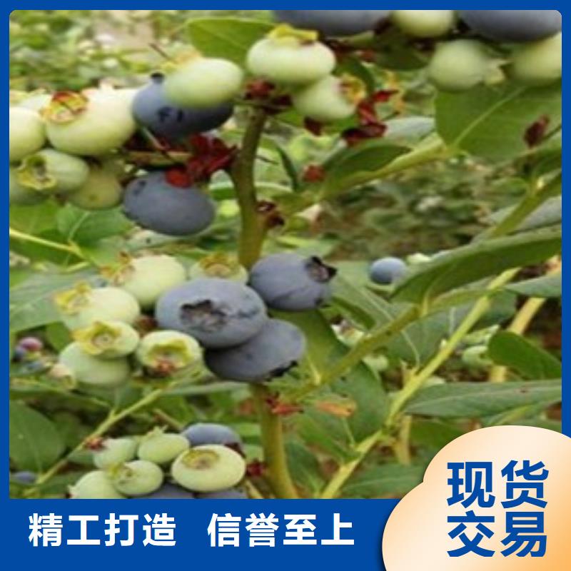 海西蓝丰蓝莓树苗种植方法及时间