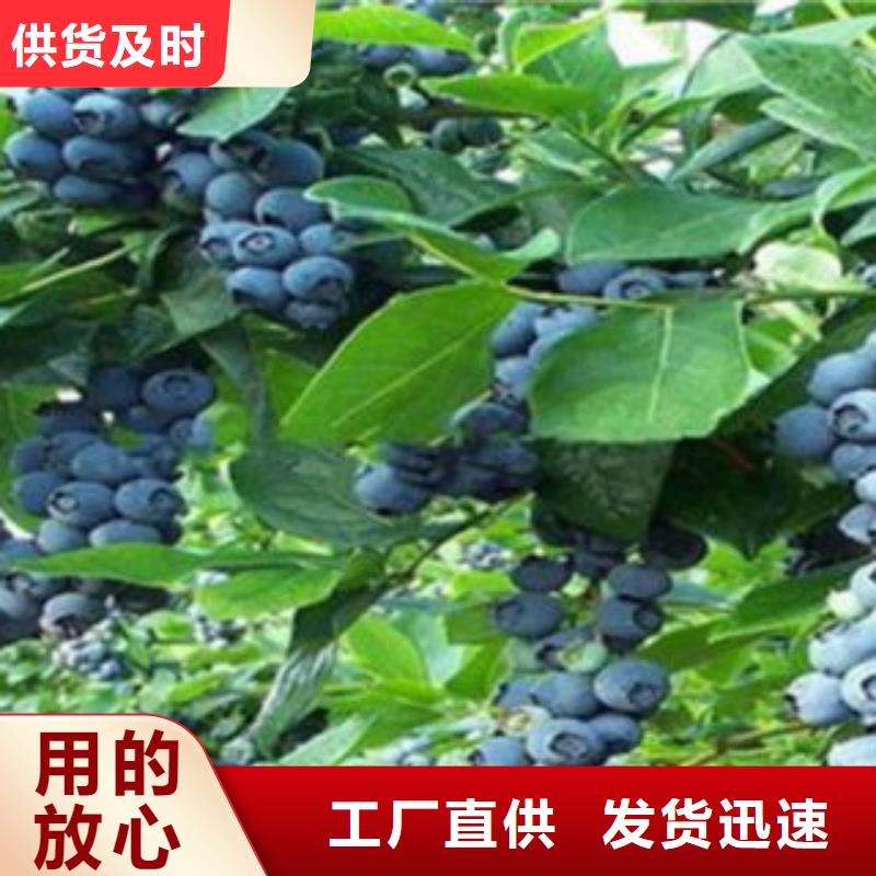 三明布莱特蓝莓树苗品种