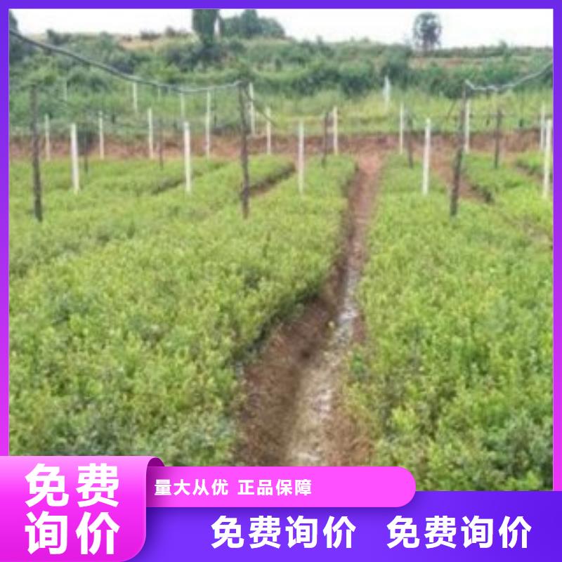 上海 蓝莓苗品质优选